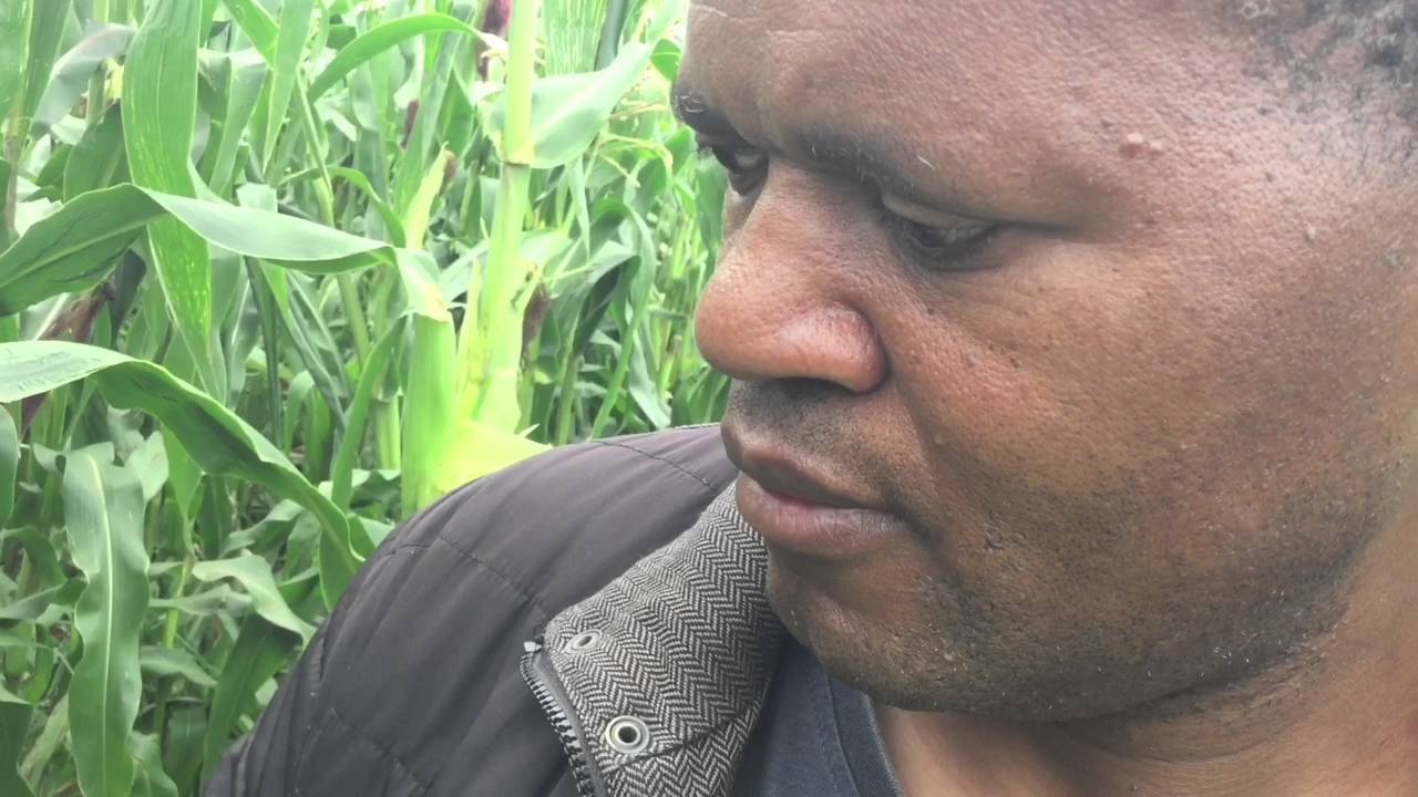 David Mwanaka harvesting white maize at his farm in North London.