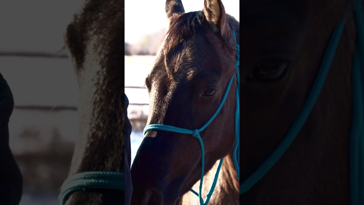 Name this Grulla - Camilleshorsemanship