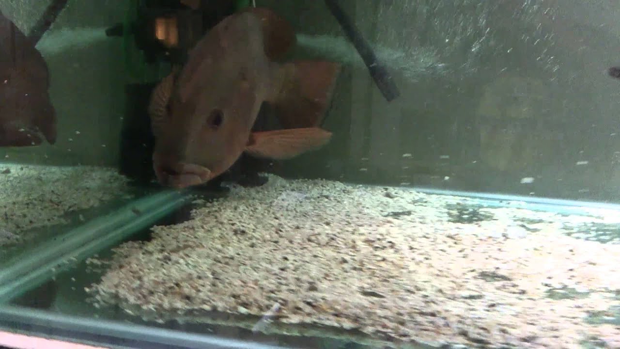 Mangrove Jack eating live food