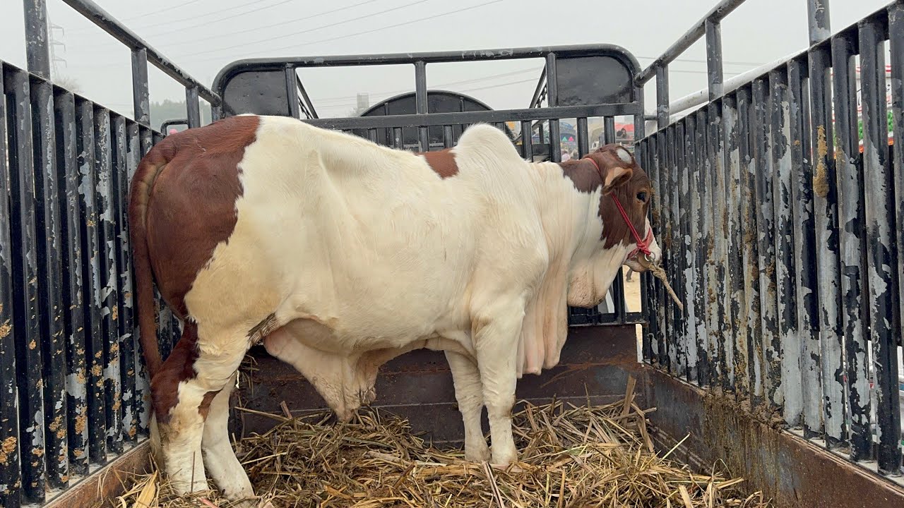bachra mandi Kott chutta dera ghazi Khan today 22/1/26 | cow mandi update | bachra farming