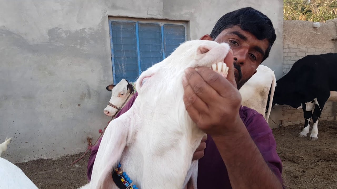2026 Bakra Show || sabse bada bakra challenge ke sath سب سے بڑا بکرا چیلنج کے ساتھ Sabir Goat Farm 