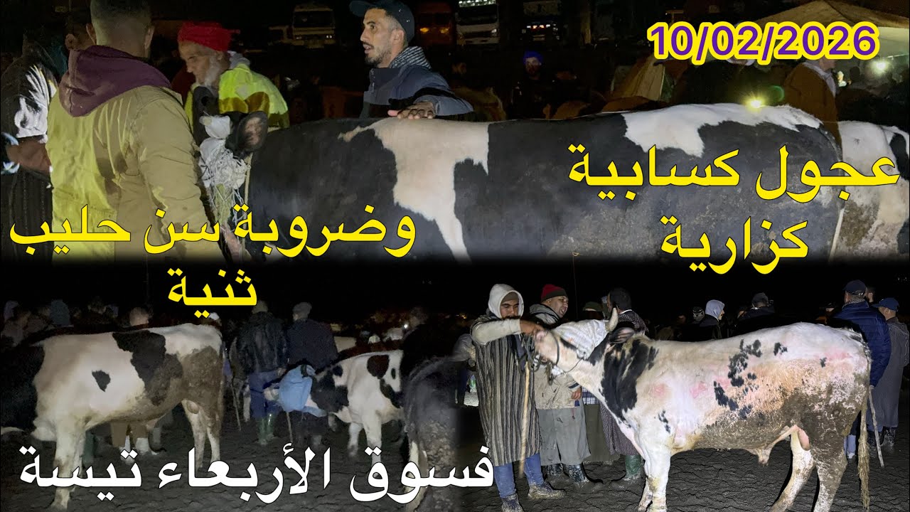 مباشرة من سوق الأربعاء تيسة رحبة لعجول كسابية وكزارية وضروبة سن حليب ثنية 10/02/2026