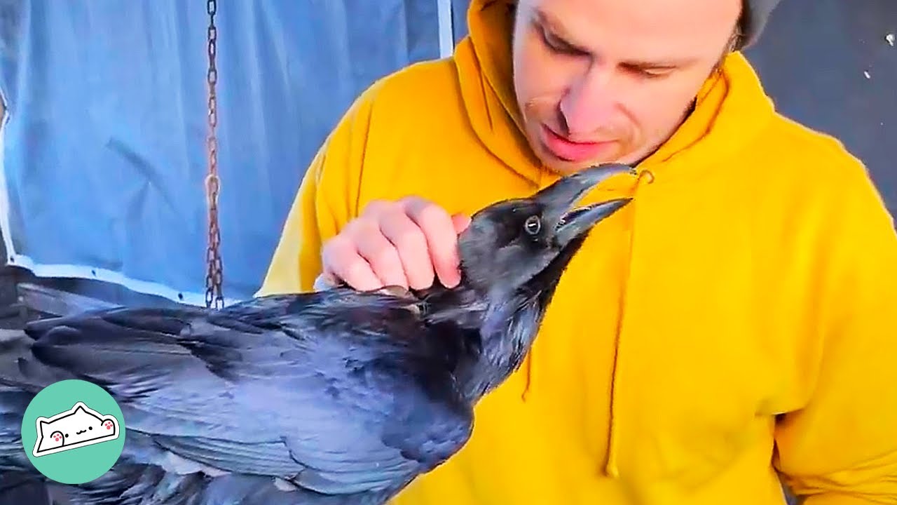 Pet Raven Bonded With Man After He Was Abandoned and Mistreated | Cuddle Birds