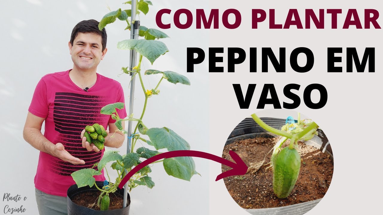 COMO PLANTAR PEPINO ORGÂNICO NO VASO. INÍCIO, MEIO E FIM. DICAS INCRÍVEIS PARA PRODUZIR MUITO Ep136