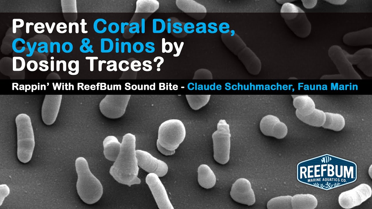 Prevent Coral Disease, Cyano and Dinos by Dosing Traces? Rappin' With ReefBum Sound Bite