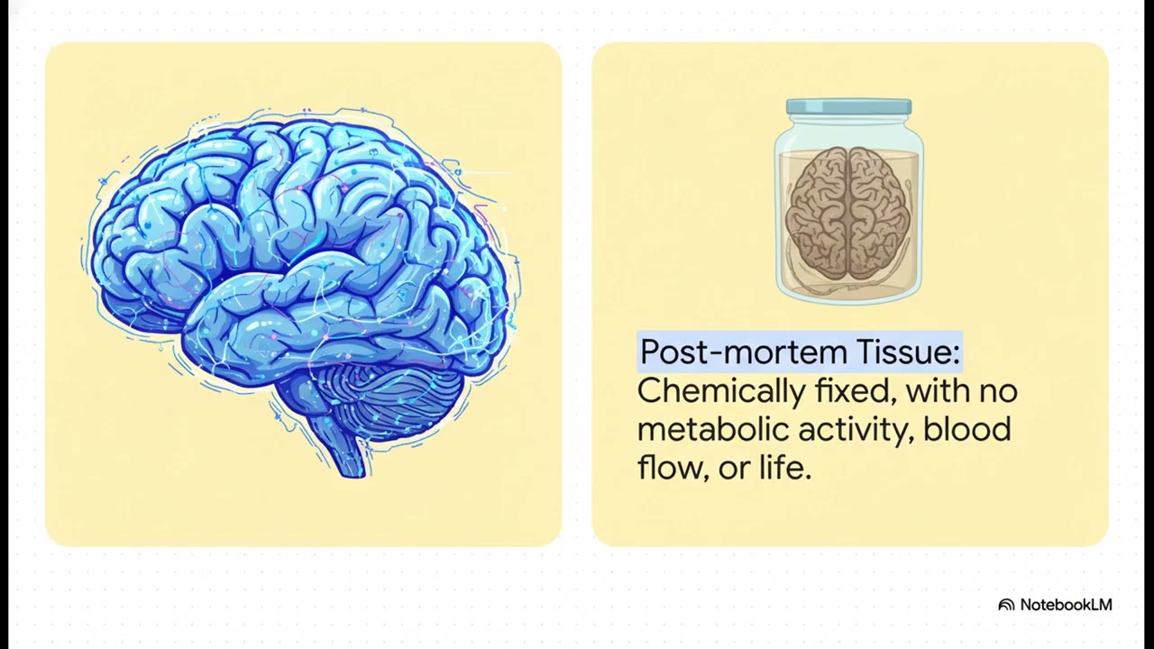 Brain Injury  A Detective Story