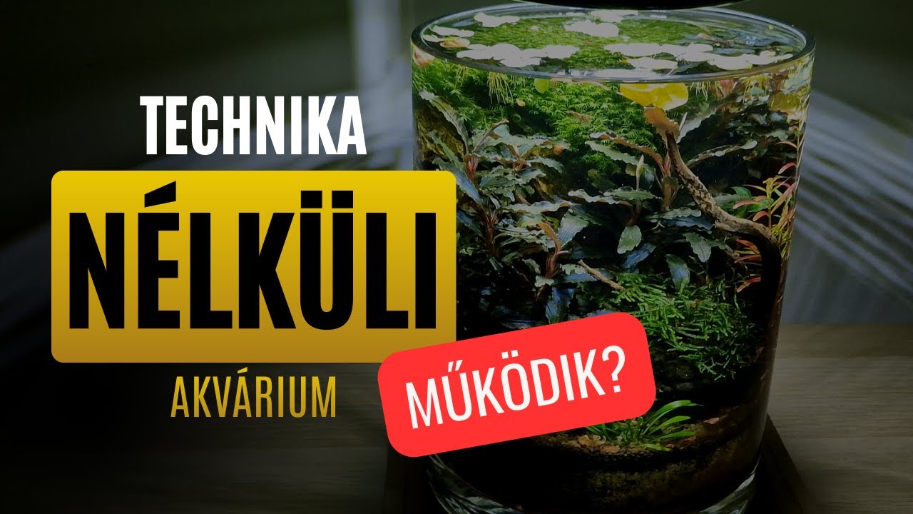 Szűrő nélküli akvárium? Megmutatom, milyen az!