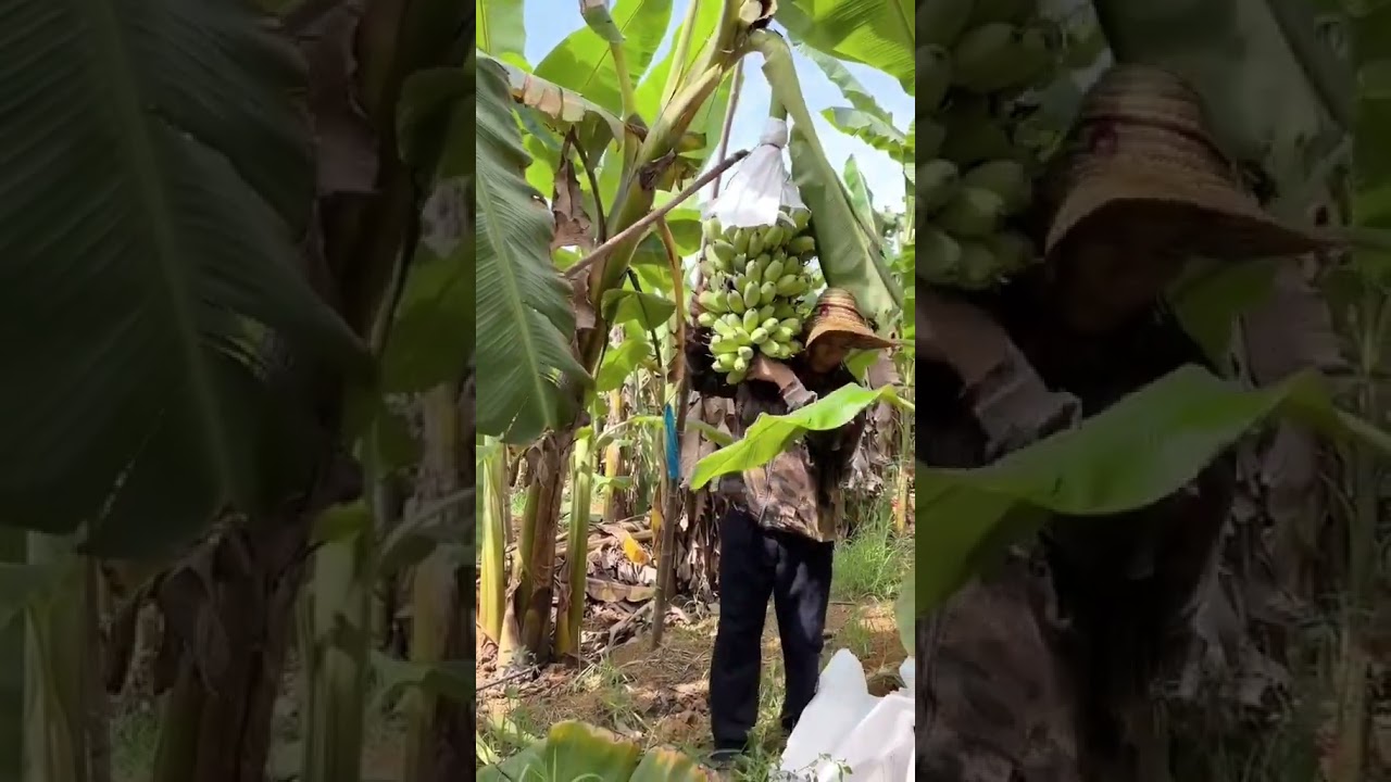 collecting banana
