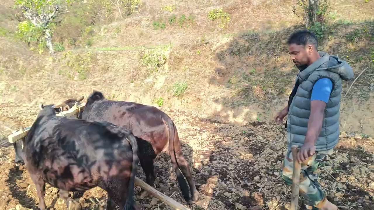 आजको मेरो काम छेउ छेउ हलो जोत्दै#nepalishortsvideo 