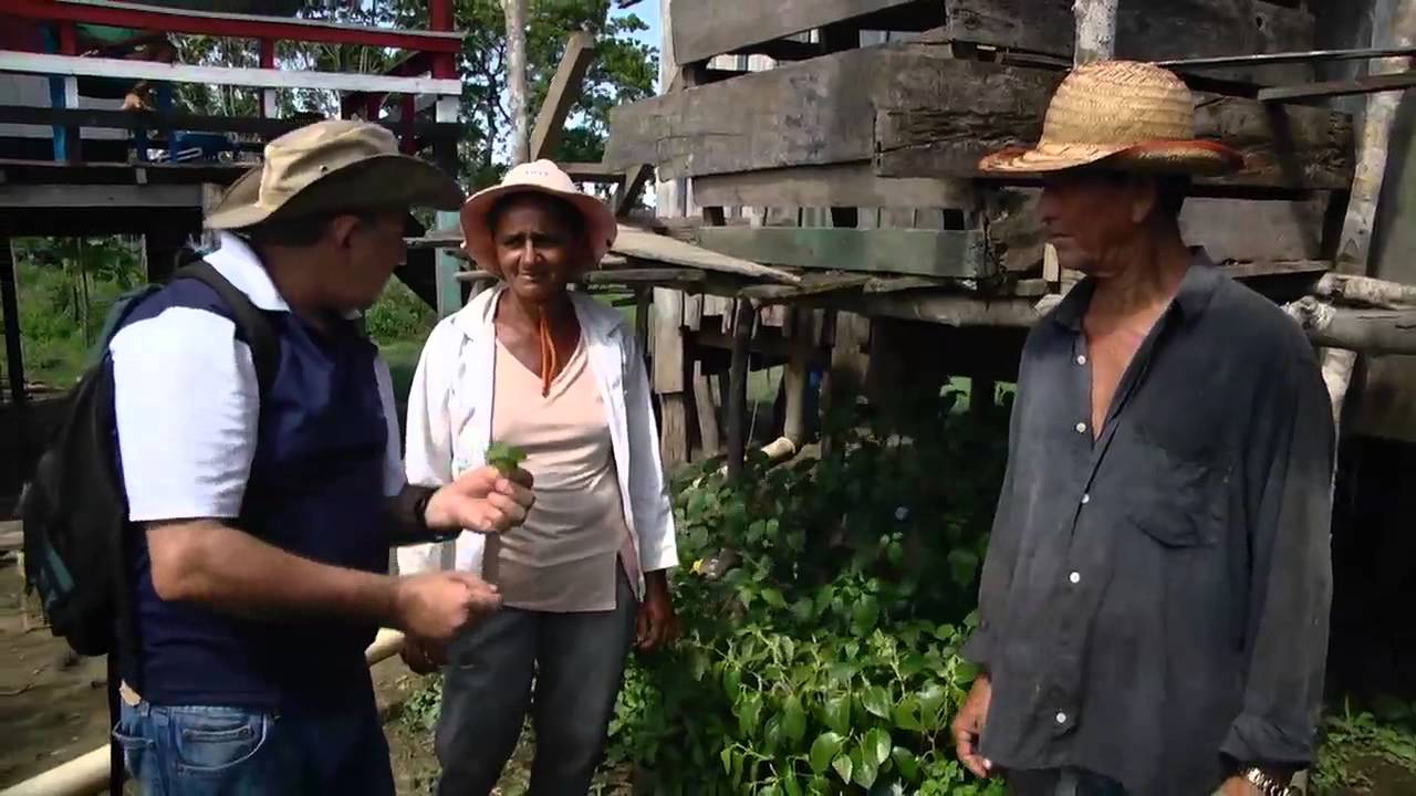 Marcela, cravo, erva de jabuti e outras plantas medicinais