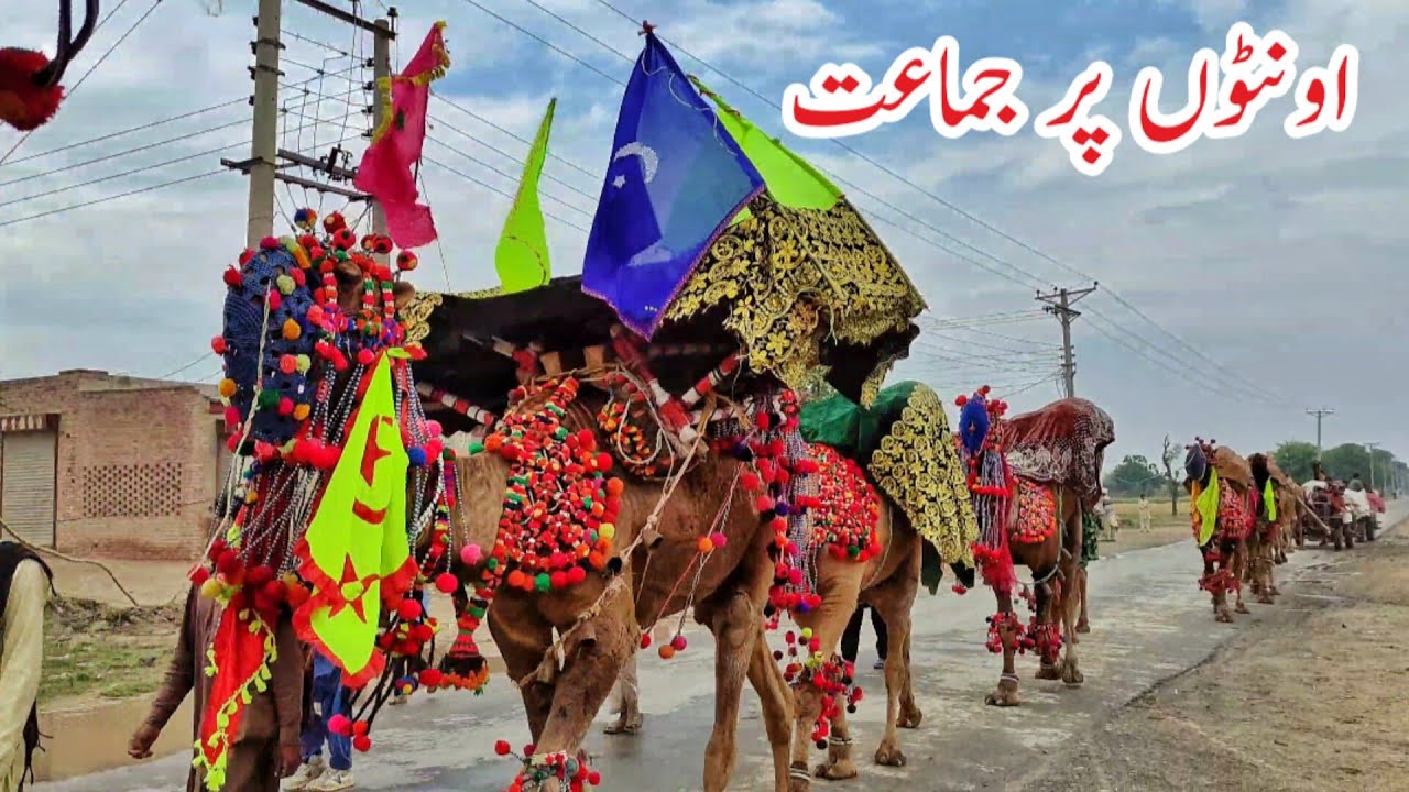 Beautiful Camels Decoration for Festival Punjab | Jamaat Baba Muhammad Panah | Javed Bhai