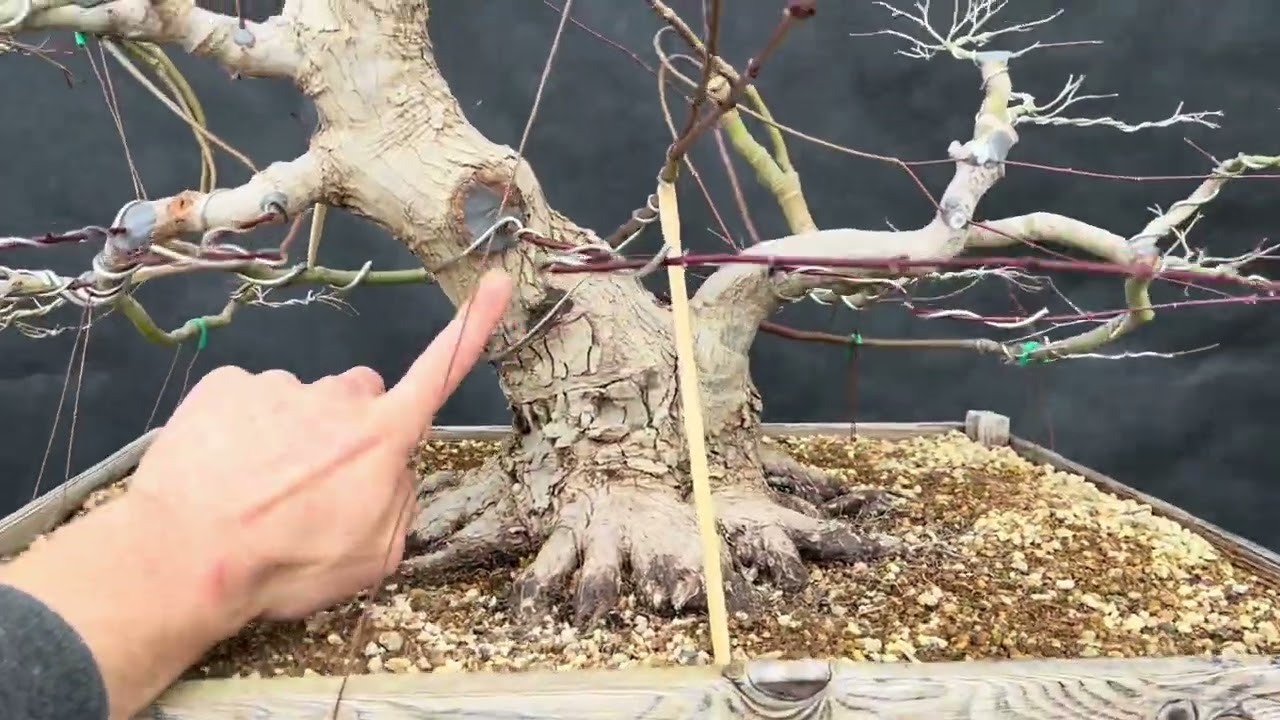 Acer palmatum