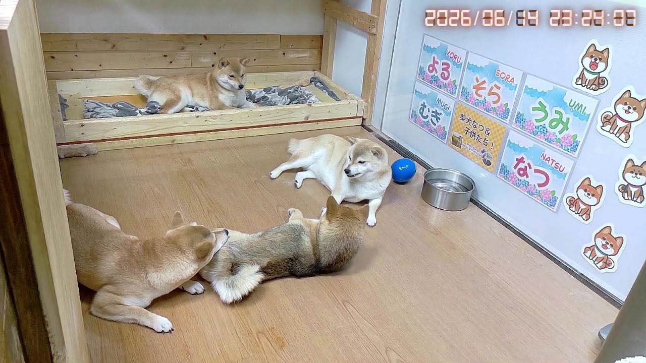 笑顔がとびきり可愛い柴ズ｜なつファミリーLIVE配信【1歳＋275日】