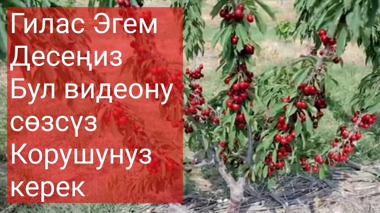 Жарым Жапыс Гилас эгуудогу кемчиликтер. #Полукарликчерешня #Интенсивныйсад
