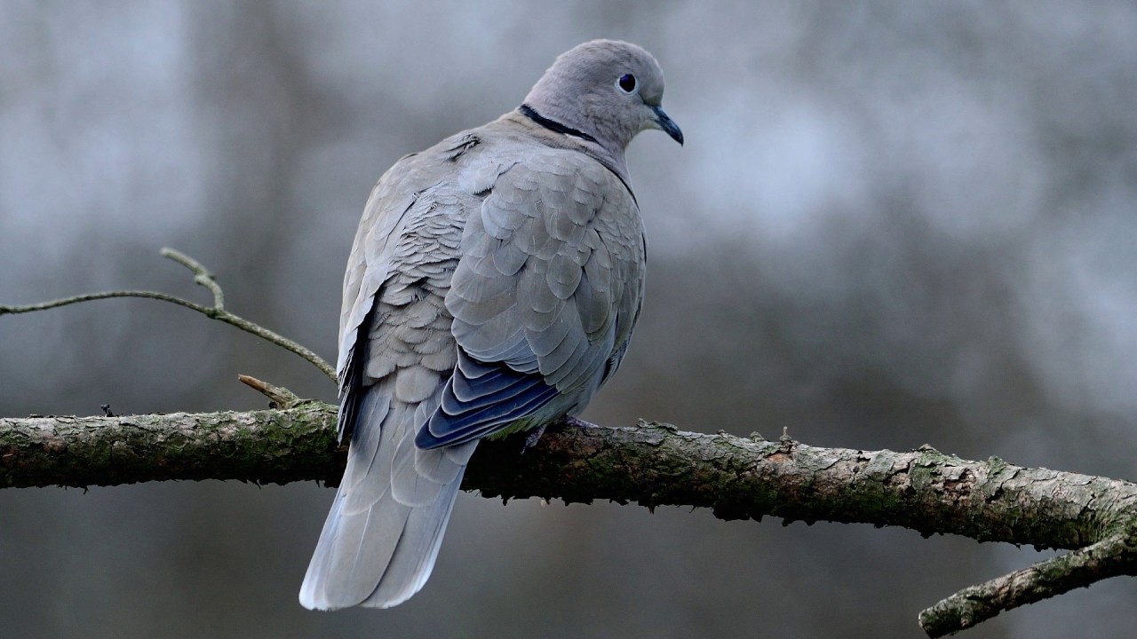 Bildershow vertont_V&ouml;gel in Deutschland_Landv&ouml;gel