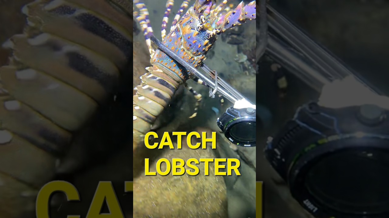 Deep sea forager | catch lobster #catchlobster #deepseaforager #seafood #oceanforaging