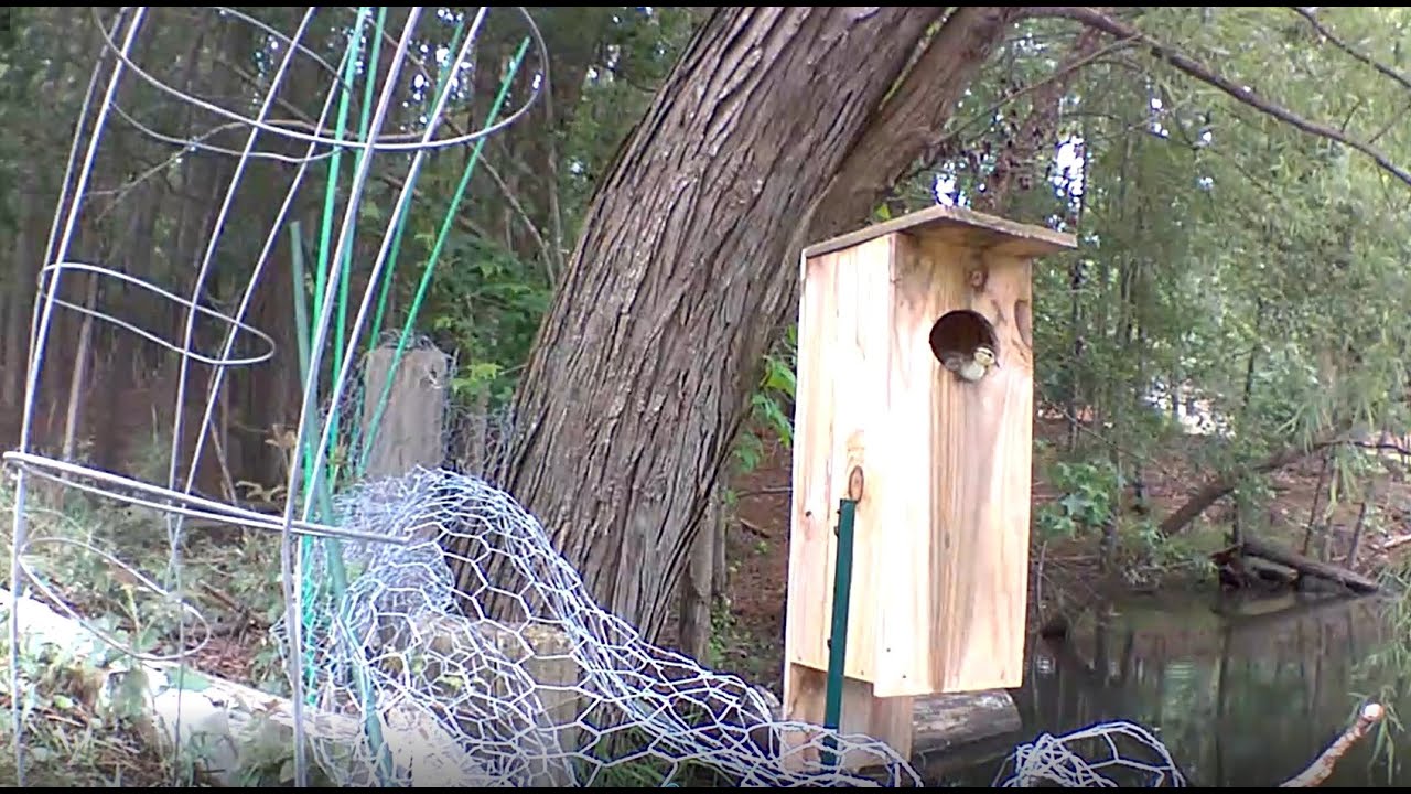 My Wood Duck Nest Box 1st season 10 Ducklings 2020