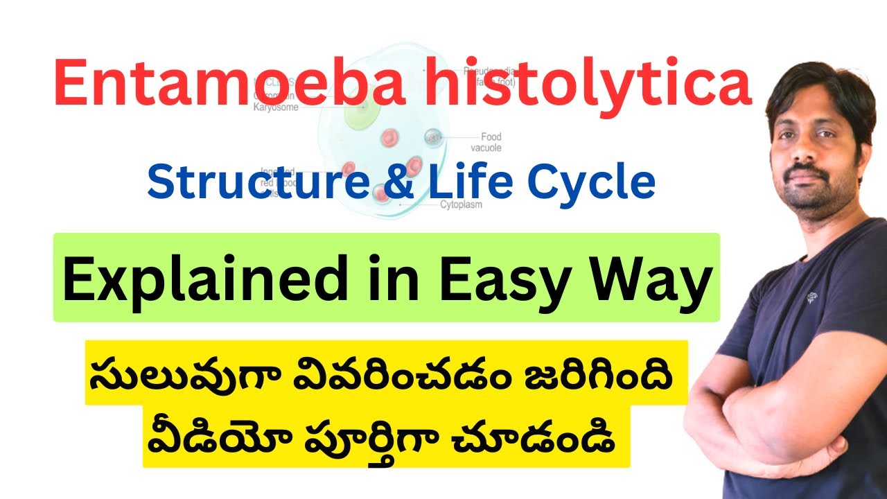 Entamoeba histolytica Structure and Life cycle