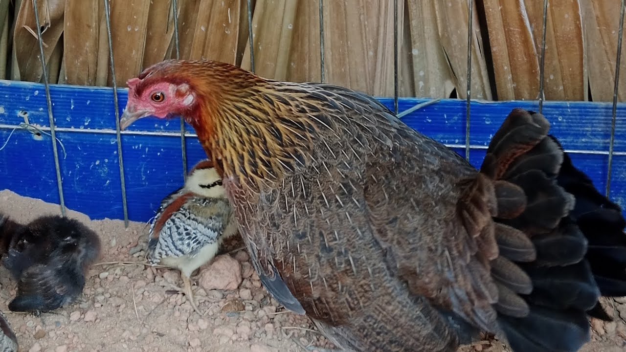 Tiếng Gà Mái rừng tác gọi trống 