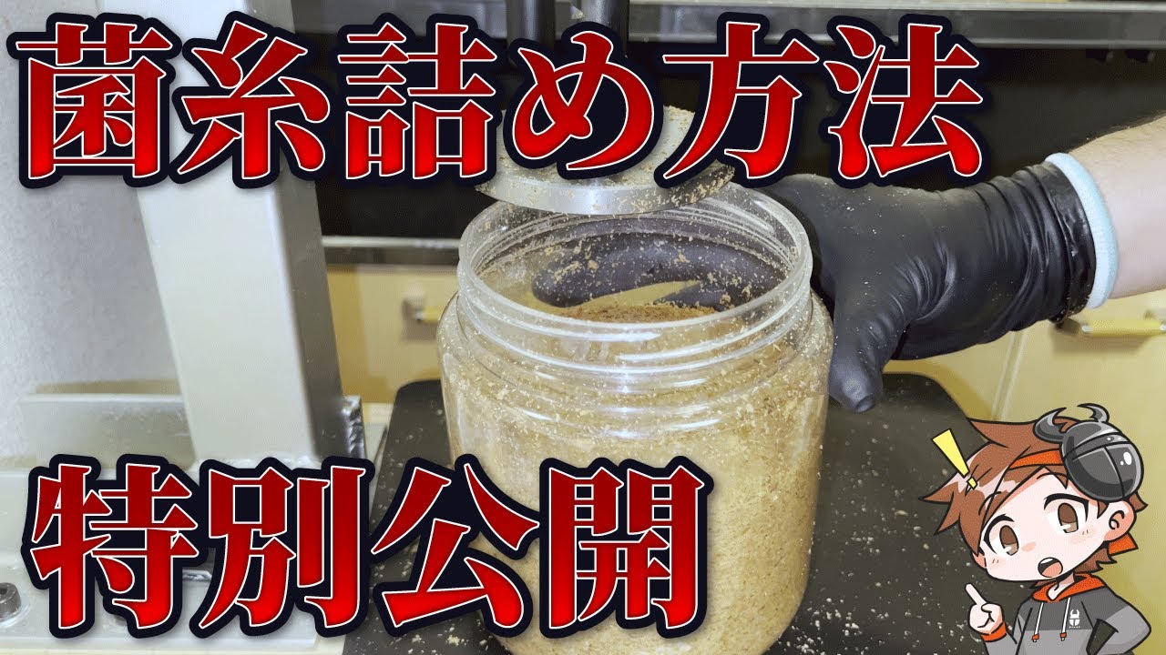 【タランドゥス】超特大出すための菌糸詰めの方法を公開します。