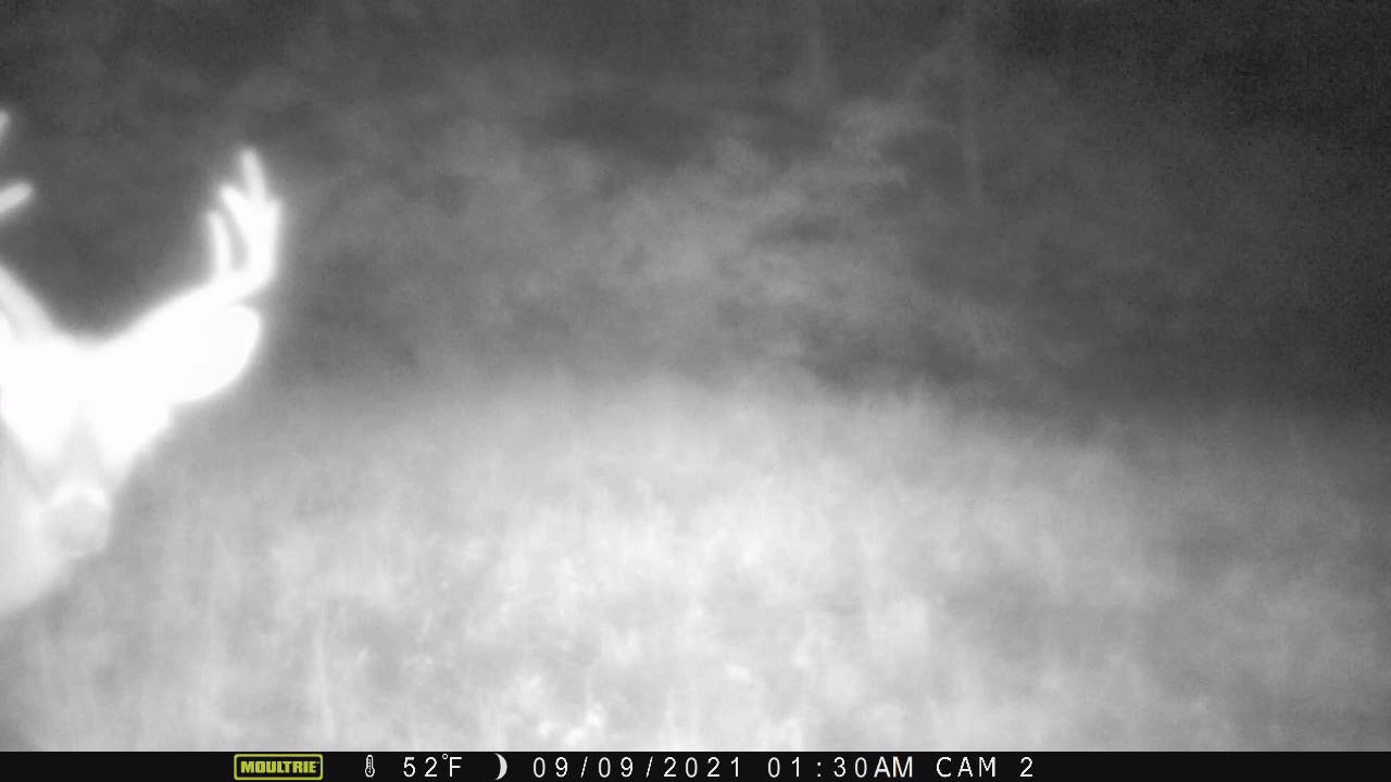 2021 Sept 6 and 9 Cam 2 Bucks Sparring on Log Landing with Camera 3 across opening about 100 ft away
