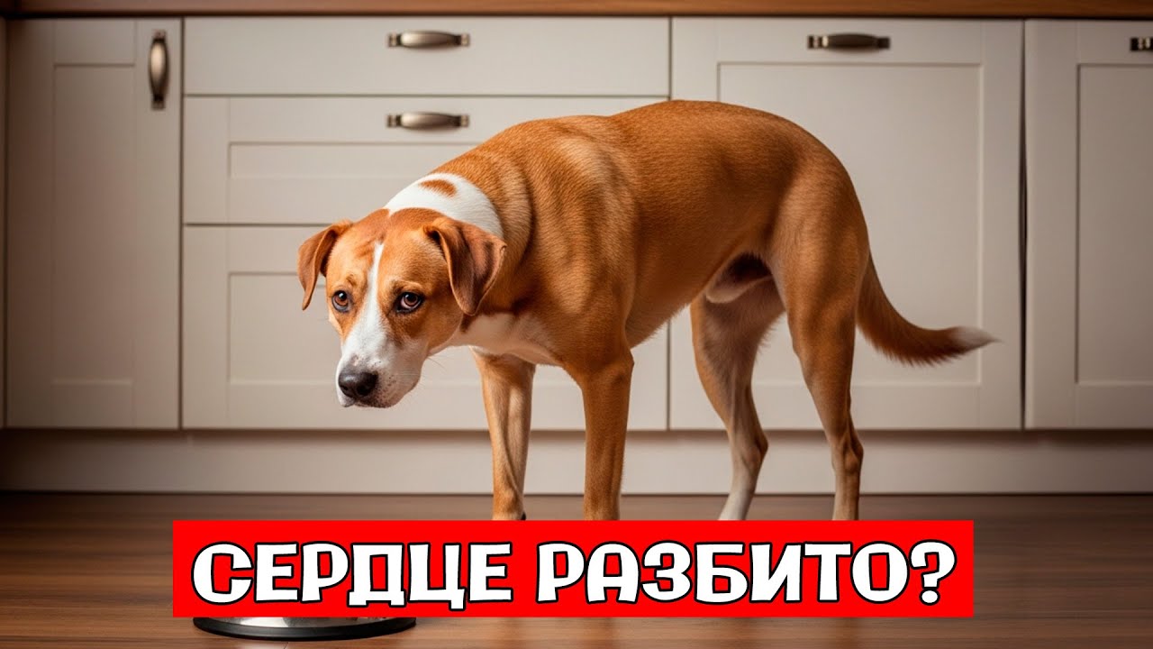 ✅ Ваша СОБАКА Долго ЖДАЛА Чтобы Вы УВИДЕЛИ ЭТО