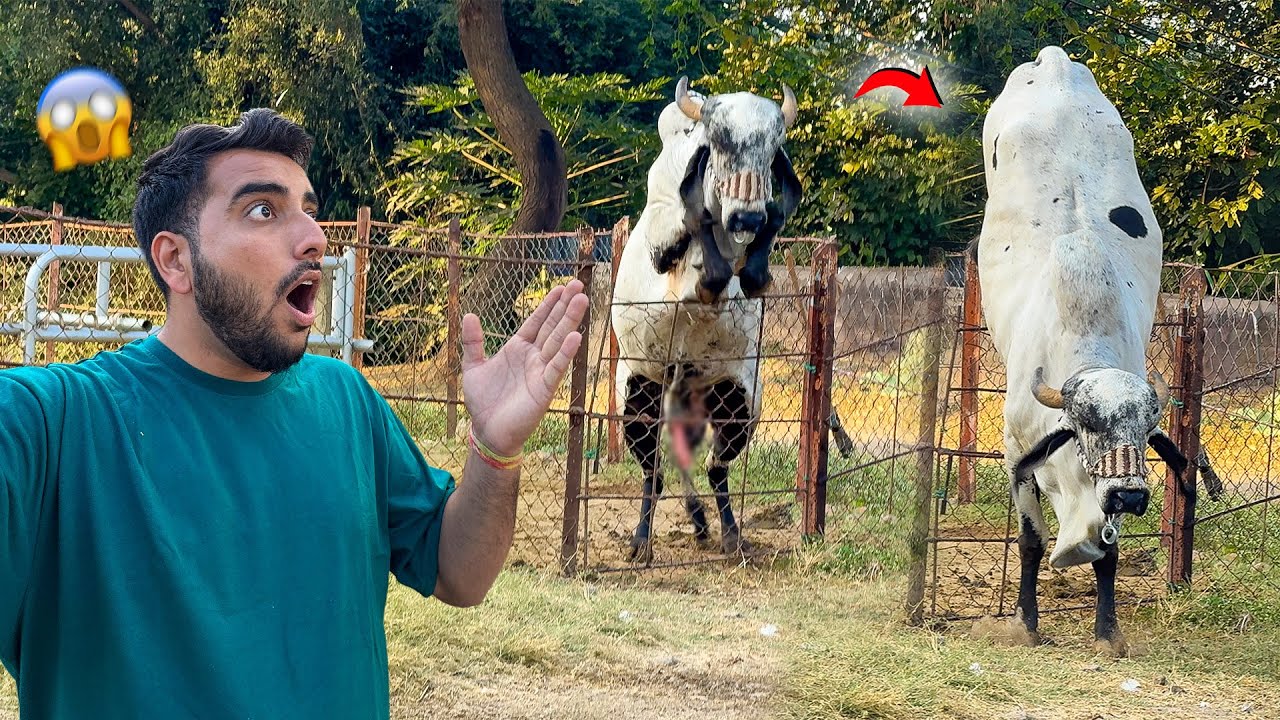 Lilde Bull Ne Jump Mari*Attack Kar Diya Bhai Pe🤬🙏🏽