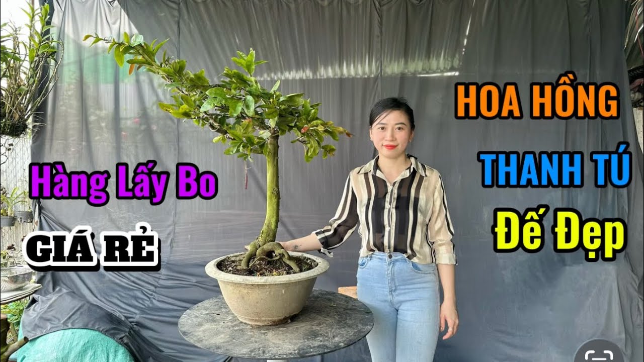 Hàng Lấy Bo,Giống Mới,Siêu Bông Ngọc Phát,Thiên Lộc,Ông Thầy,Giá Rẻ -21/2/26-Trang Mai Vàng Cần Thơ.