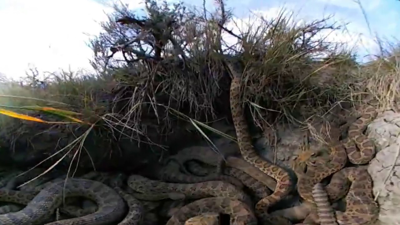 Virtual Reality 360 Inside Rattlesnake Den