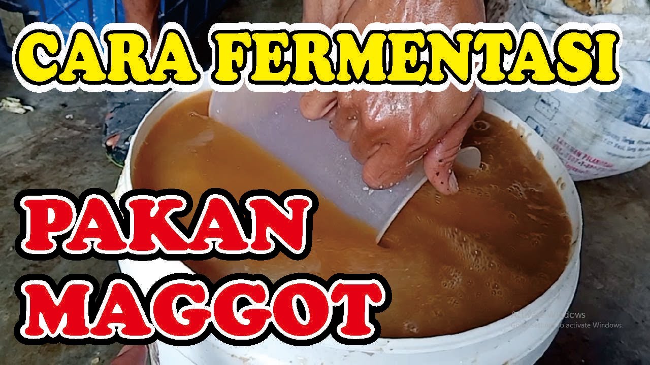 CARA FERMENTASI PAKAN MAGGOT..!!! PERTUMBUHAN 15 HARI CEPAT BESAR DAN GEMUK - GEMUK