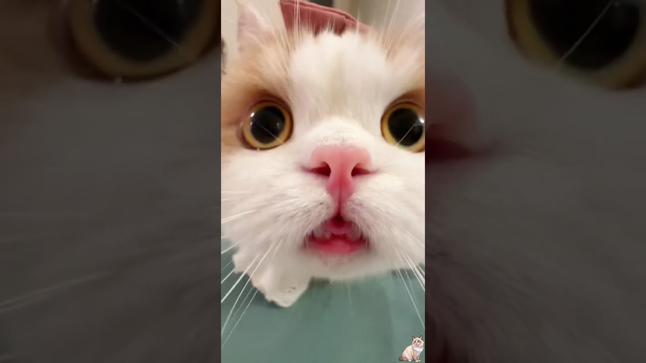 Daily FUNNY & CUTE Internet CATS n°33