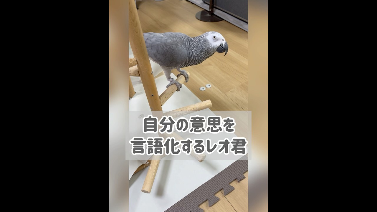 【ヨウムのレオ君】自分の意思を言語化するレオ君 #parrot #インコ #ヨウム