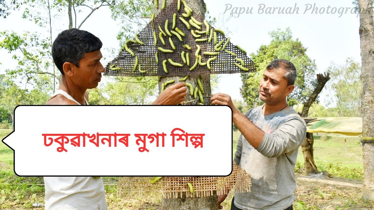 The Muga Silk of Assam || Dhakuakhana