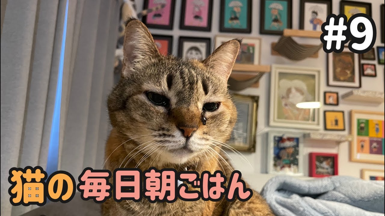 猫の毎日朝ごはん生配信！【#9】 2026.1.15