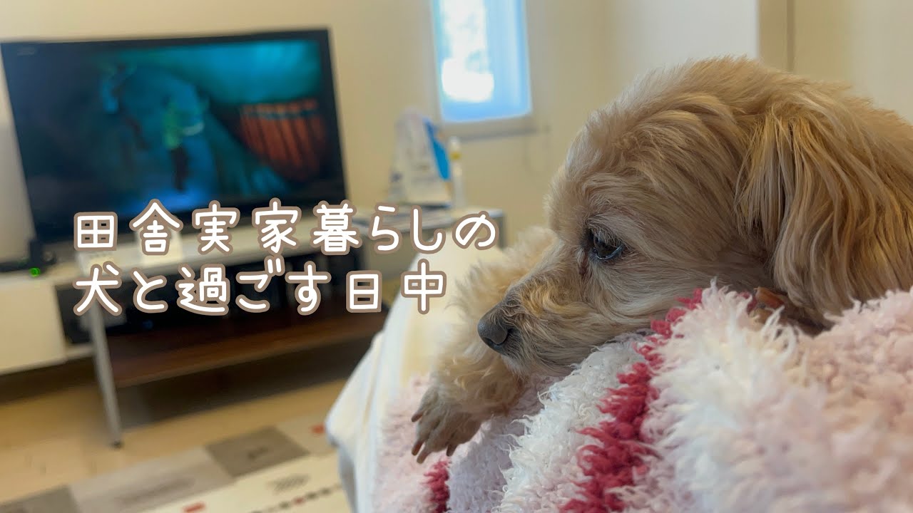 田舎実家暮らし | 愛犬と過ごす日中vlog🐕