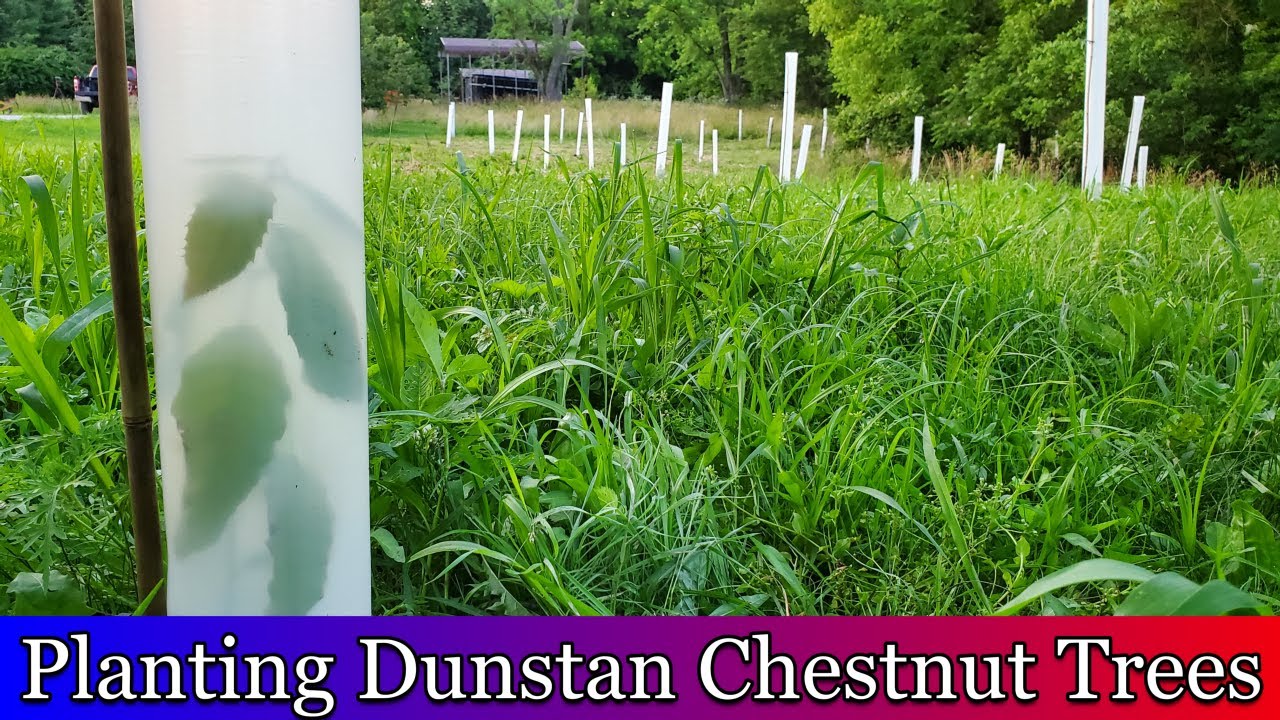 Planting chestnut trees in tree tubes