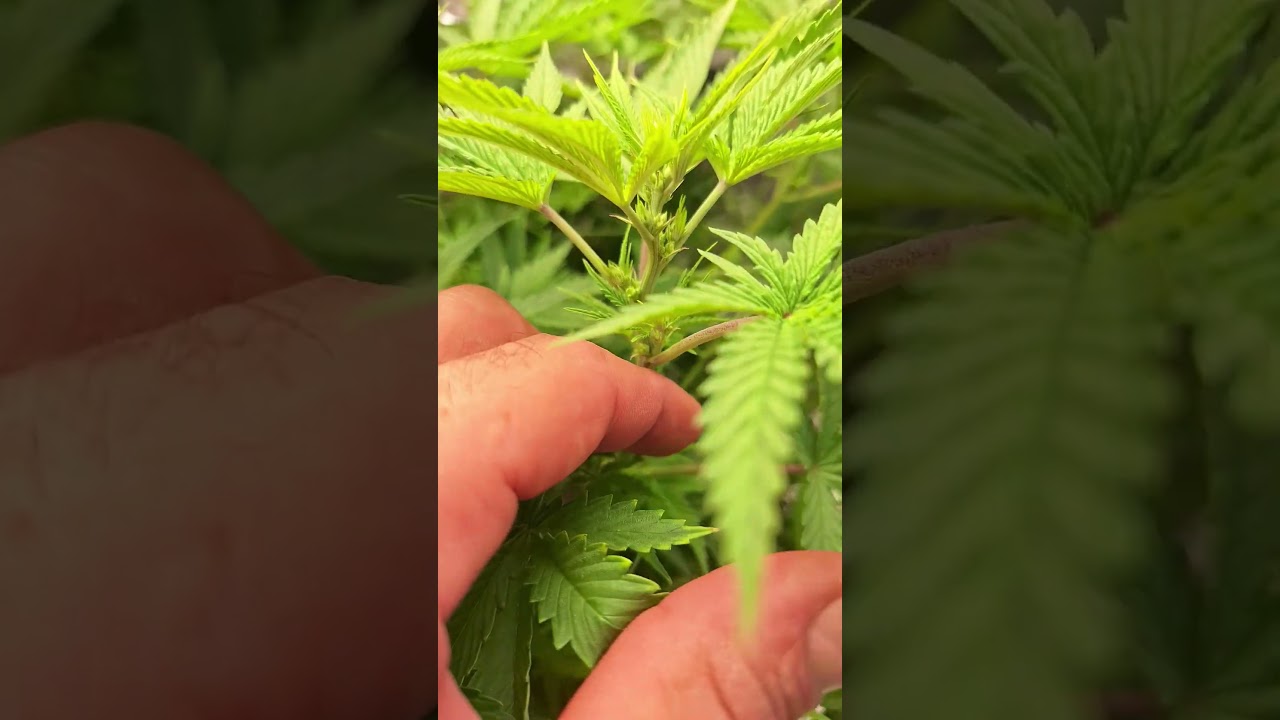 A Male Plant.....