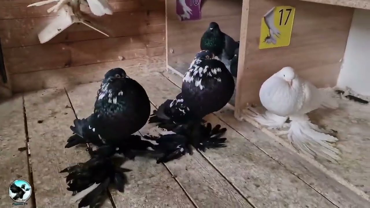 Garłaczy Pomorskich pomarian pouter Pigeons