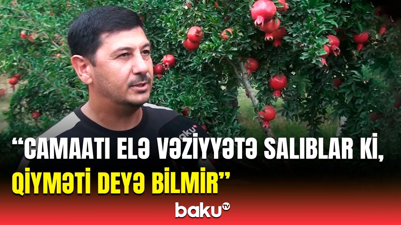 Dünyada ən dadlı nar sortu bizdədir, amma... | Fermerlər qiymətlərdən şikayətləndi