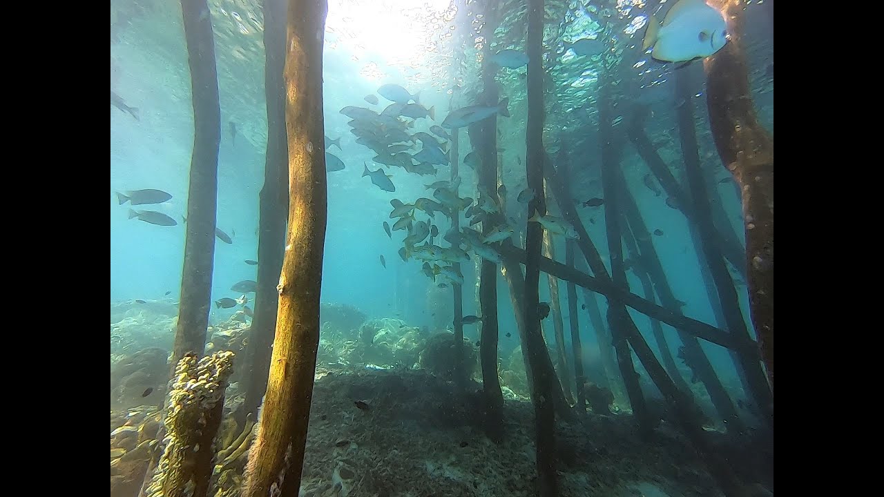 Diving in Raja Ampat-yenbuba jetty