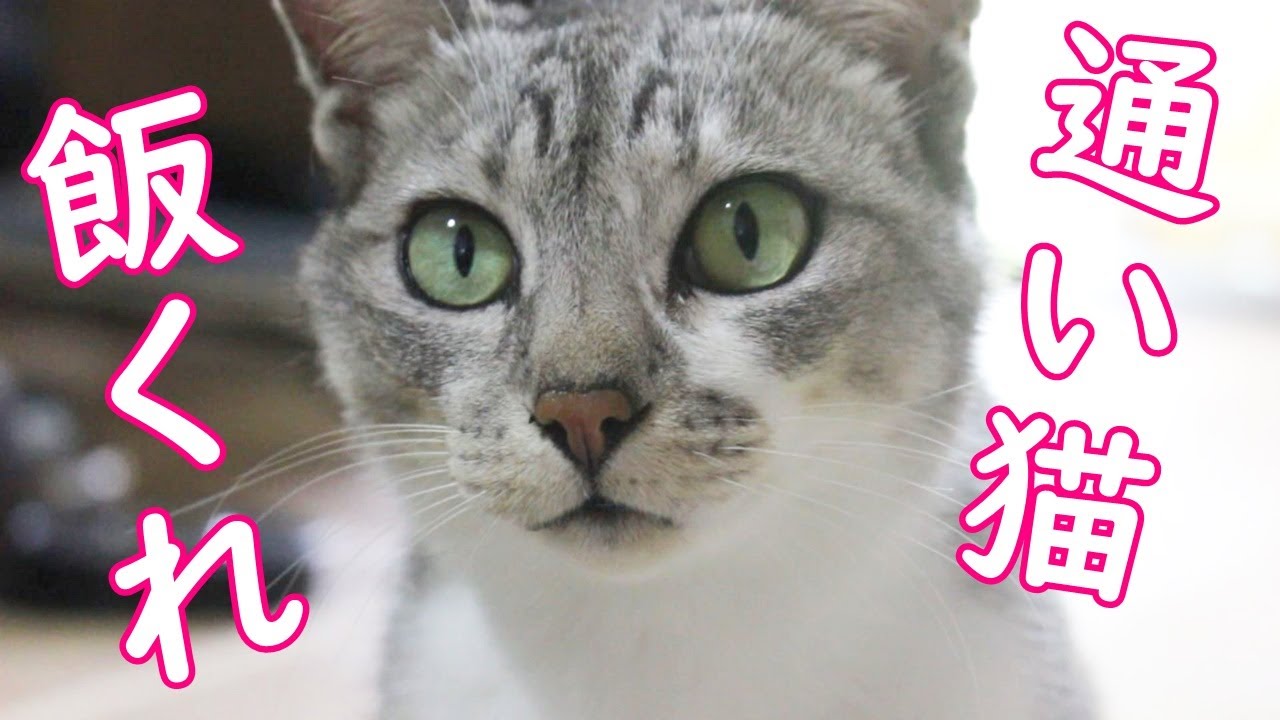 通い猫が飯食いに来た。彼の居場所はココしかなかった