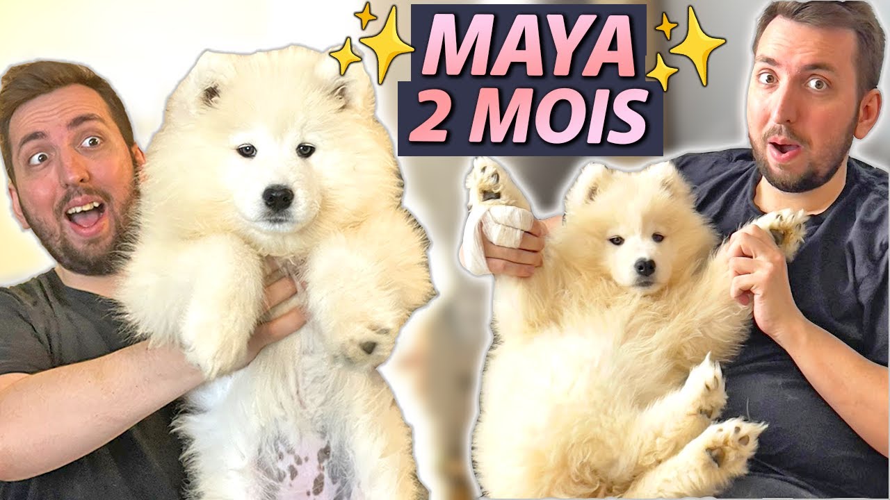 On adopte un Chiot Samoyède ULTRA MIGNON