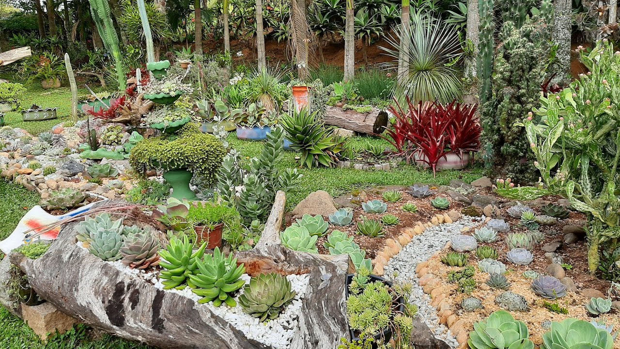 O MAIS BELO JARDIM DE SUCULENTAS # PLANTADAS NO CHÃO# BELEZAS DA ZÉLIA