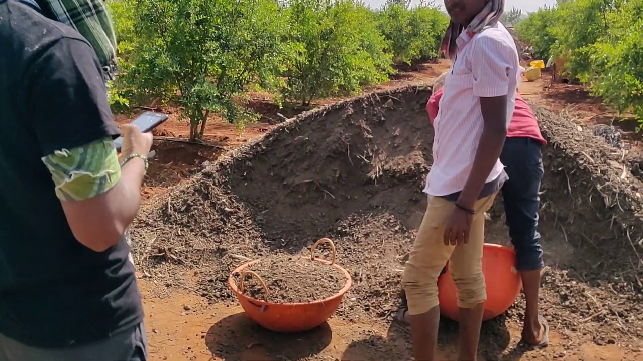 Fertigation pomegranate before leaving for fruits