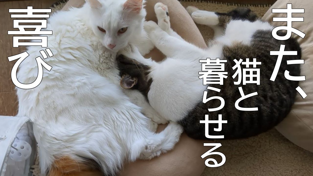 【保護猫】寄り添って眠る冬の日常「また、猫と暮らせる喜び」