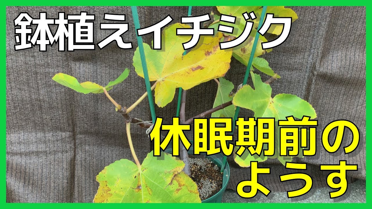 【イチジク】11月になりました。イチジクは休眠期に入る直前です。