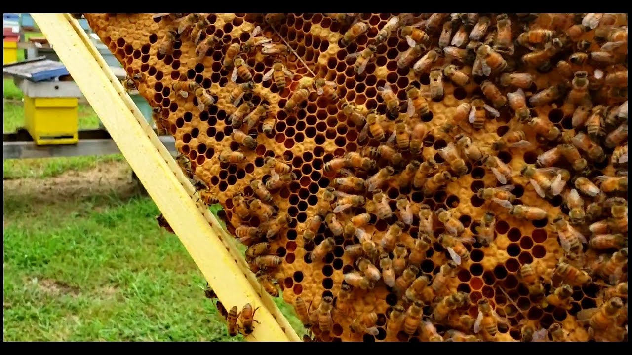 Fast easy way to do a bee hive split, no lost bees