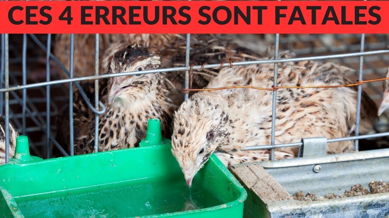 AGROPASTORAL - 4 ERREURS QUE FONT LES ELEVEURS DE CAILLES 