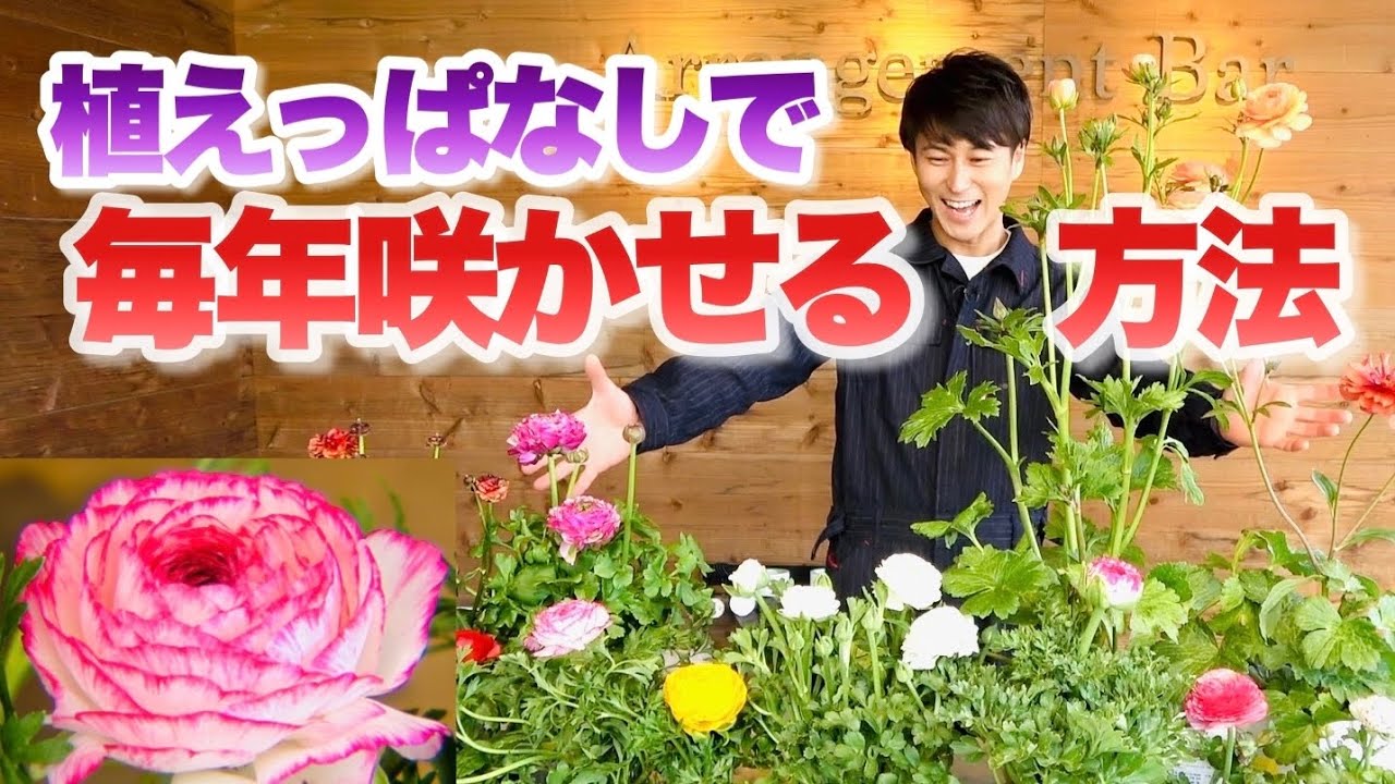 【春イチオシ！】豪華な花姿は圧巻です【ラナンキュラス】【育て方】