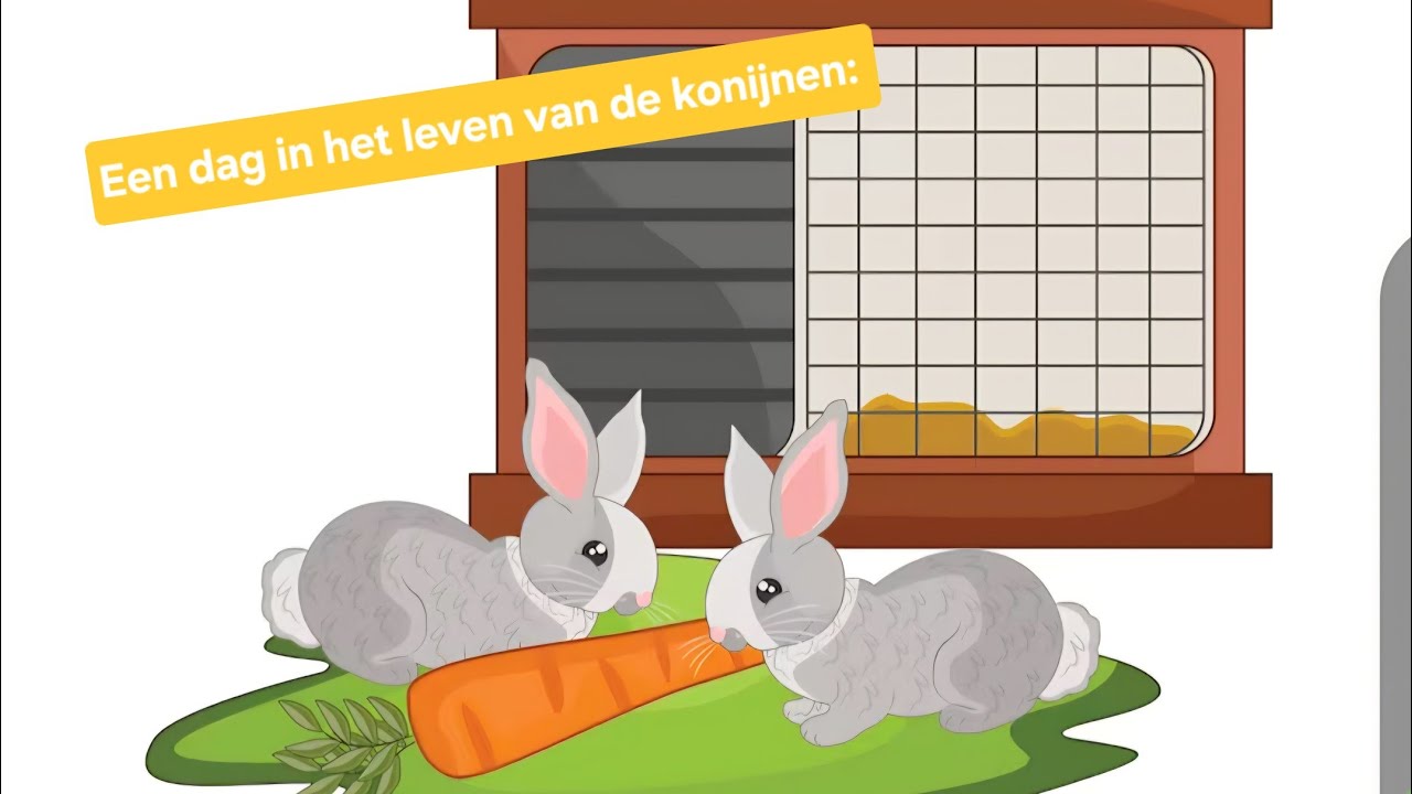 Dit is een dag in het leven van de konijnen: